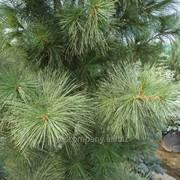 Сосна мелкоцветная Pinus parviflora Negishi 80-90 C35