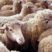 Сыры овечьи, Сыры, брынзу купить в Украине, мясо, брынза, шерсть овечья фотография