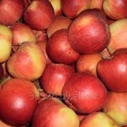 Свежие яблоки фотография