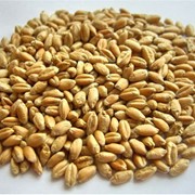 Зерно - пшеница фото