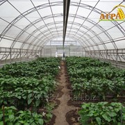 Курс "Технология выращивания овощных культур в защищённом грунте"