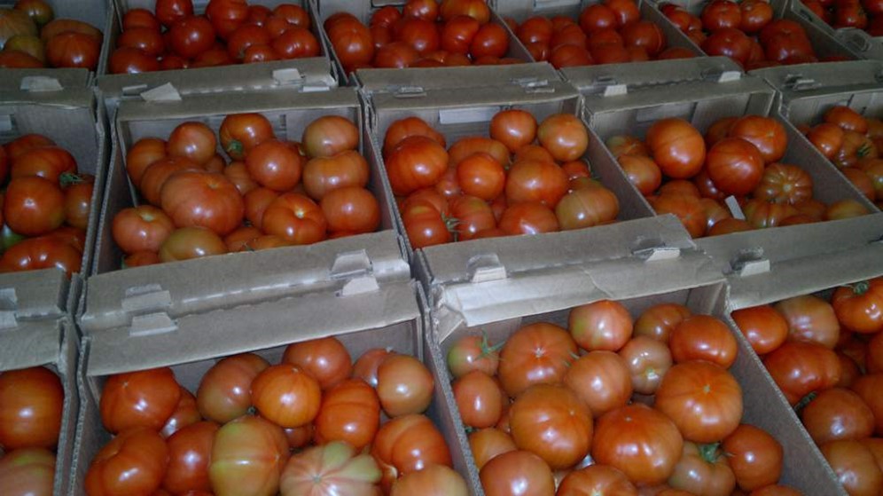 Купить Оптом Помидоры Тепличные Ростовская Область