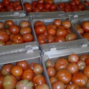 Тепличные помидоры фото