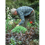 Садовник-агроном, садовник-специалист, садовник-дворник фото