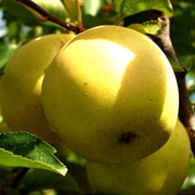 Яблоня Лимонное