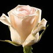 Роза Fenice1 фото
