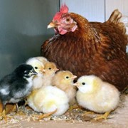Инкубация яиц: сельскохозяйственных птиц. фото