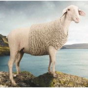 Овцы, купить Овцы в украине, цены Украина