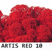 Стабилизированный мох. Цвет Artis RED 10 фото