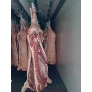 Мясо. Охлажденная свинина 1, 2, 3 категории в полутушах. Украинский производитель фото