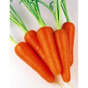 Морковь ранняя купить, ранняя морковь Украина