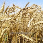 Пшеница озимая "Кассиопея"