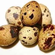 Яйца перепелиные пищевые , фото