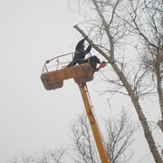 Обрезка деревьев. Выполнение высотных работ