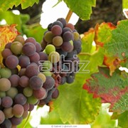 Саженцы винограда технических сортов