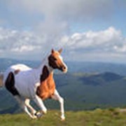 Лошадь для конкура фото