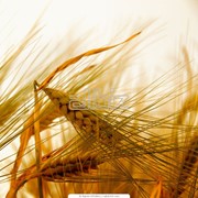 Пшеница яровая фотография
