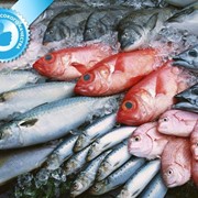 Рыба свежемороженая для переработки и столовые сорта фото