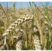 Пшеница озимая оптом фото