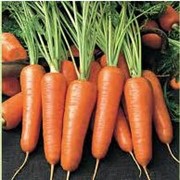 Продажа свежей морковки фото