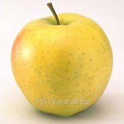 Яблоки сорт Голден фотография