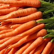 Морковь оптом, Морковь оптом в Казахстане фотография