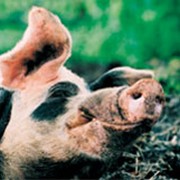 Поилки для свиней ниппельные