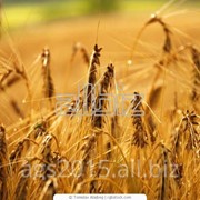 Пшеница 3-4 класс яровая красная фото