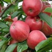 Саженец яблони “Джонатан“ ММ 106 фото