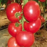 Пинк Парадайз F1, семена томата, 500 шт. (Саката) фотография