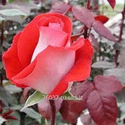 Роза latinlady фото
