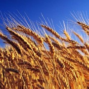 Пшеница озимая “Краевид“ елита, 1 - репродукция. фото