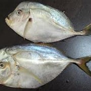 Moonfish/Вомер from Ecuador, delivery terms - CIF, CFR фото