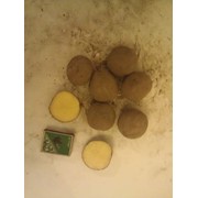 Семенной картофель без посредников из Белоруссии фотография