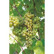 Саженцы винограда ранних сортов Платовский Белоруссия фотография