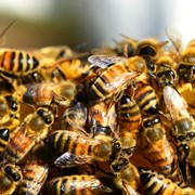 Пчелопакеты, пчелосемьи, пчелы 2023 ЛНР фото