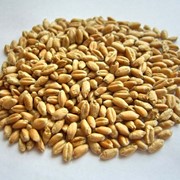 Пшеница фуражная на экспорт, продам пшеницу, grâu фото