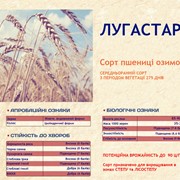 Озимая пшеница Лугастар фотография