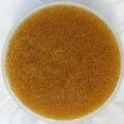 Икра щуки слабосоленая фото