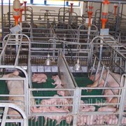 Поросята в Молдове на продажу фото