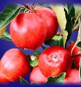 Купить Саженцы Яблони В Интернете
