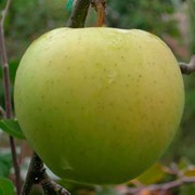 Саженцы яблони сорт Голден Делишес фото
