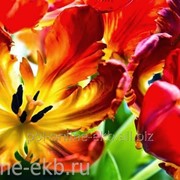 Фотопанно AntiMarker, артикул 2-А-250 Красные тюльпаны фотография