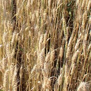 Семена озимой пшеницы Колос Мироновщины