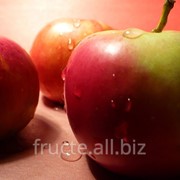 Яблоки в Молдове для экспорта фотография