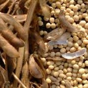 Продажа семян сои от производителя Агробуд фото