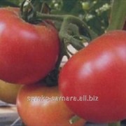 Семена томатов Пандароза F1 фото