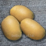 Картофель семенной Криница 1РС фотография