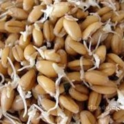 Зерно для проращивания Пшеница, купить
