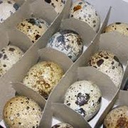 Яйца перепелиные пищевые свежии